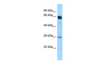 Racgap1 Rabbit Polyclonal Antibody