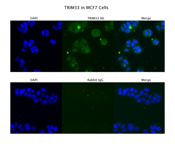 TRIM33 Rabbit Polyclonal Antibody