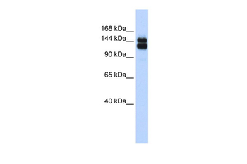 TRIM33 Rabbit Polyclonal Antibody