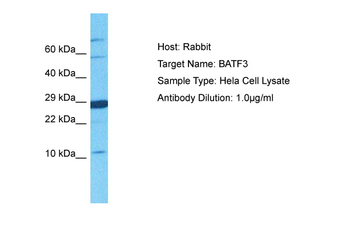 BATF3 Rabbit Polyclonal Antibody