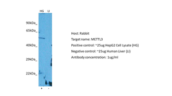 METTL3 Rabbit Polyclonal Antibody