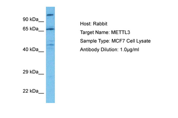 METTL3 Rabbit Polyclonal Antibody