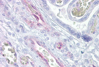 ARNTL2 Rabbit Polyclonal Antibody