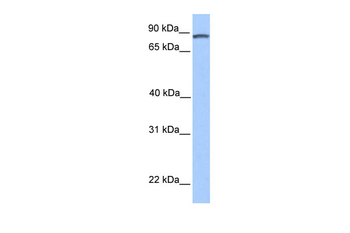 DMTF1 Rabbit Polyclonal Antibody