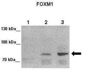 FOXM1 Rabbit Polyclonal Antibody