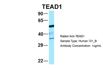 TEAD1 Rabbit Polyclonal Antibody