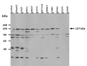 PER2 Rabbit Polyclonal Antibody