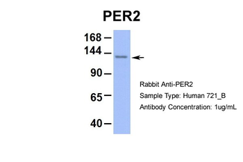 PER2 Rabbit Polyclonal Antibody