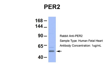 PER2 Rabbit Polyclonal Antibody