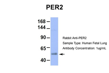 PER2 Rabbit Polyclonal Antibody