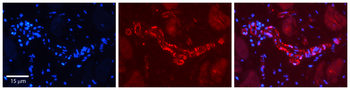 PHF1 Rabbit Polyclonal Antibody
