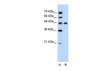 HSPBAP1 Rabbit Polyclonal Antibody