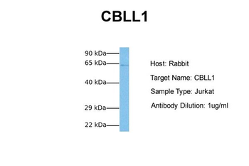 CBLL1 Rabbit Polyclonal Antibody