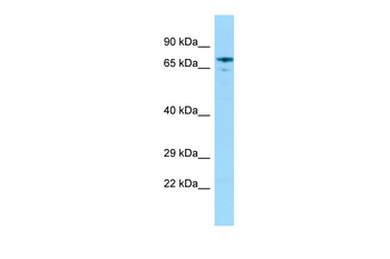 Grhl2 Rabbit Polyclonal Antibody
