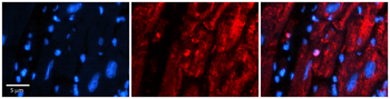 MRPS15 Rabbit Polyclonal Antibody