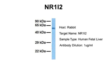 NR1I2 Rabbit Polyclonal Antibody