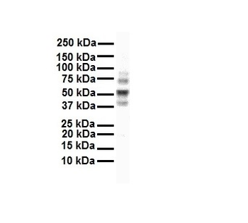 Ccnd1 Rabbit Polyclonal Antibody