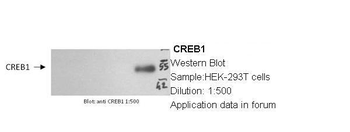 CREB1 Rabbit Polyclonal Antibody