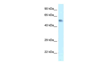 Zfp472 Rabbit Polyclonal Antibody