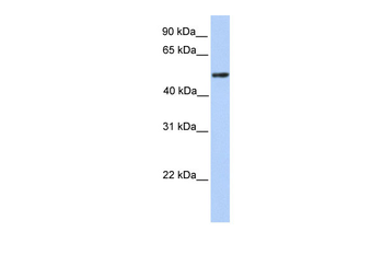ZBTB9 Rabbit Polyclonal Antibody