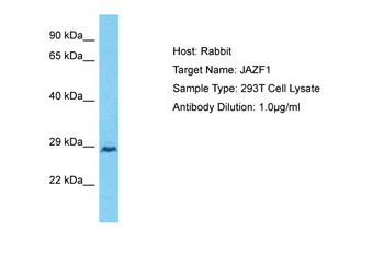 JAZF1 Rabbit Polyclonal Antibody