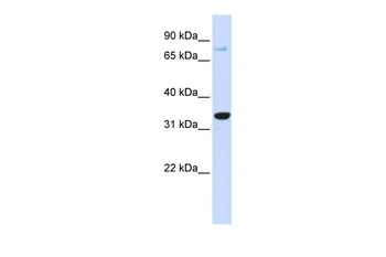 POU5F1 Rabbit Polyclonal Antibody