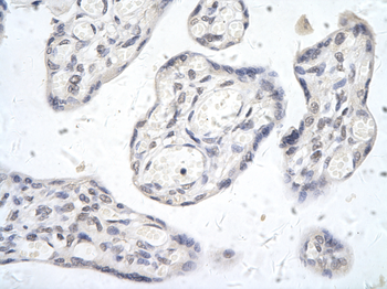 SIDT2 Rabbit Polyclonal Antibody