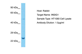 INSIG1 Rabbit Polyclonal Antibody