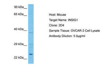 INSIG1 Rabbit Polyclonal Antibody