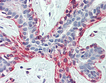 ACTB Rabbit Polyclonal Antibody