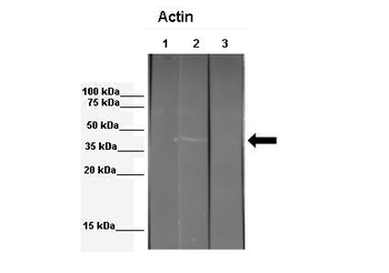 ACTB Rabbit Polyclonal Antibody
