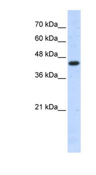 ACTB Rabbit Polyclonal Antibody