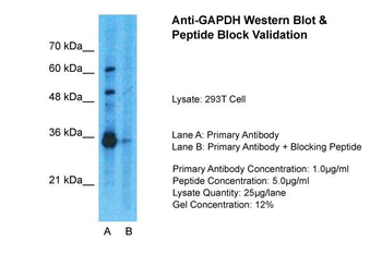 GAPDH Rabbit Polyclonal Antibody