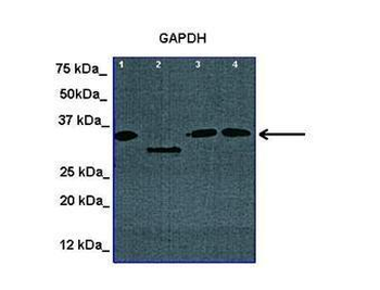 GAPDH Rabbit Polyclonal Antibody