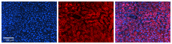 GAPDH Rabbit Polyclonal Antibody