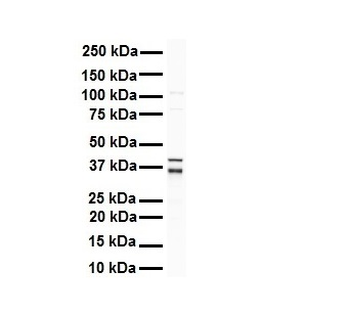 GAPDH Rabbit Polyclonal Antibody