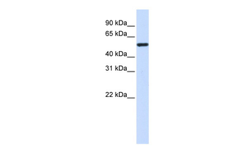 TUBA4A Rabbit Polyclonal Antibody