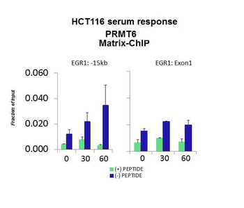 PRMT6 Rabbit Polyclonal Antibody