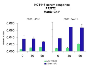 PRMT2 Rabbit Polyclonal Antibody
