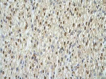 ANP32A Rabbit Polyclonal Antibody
