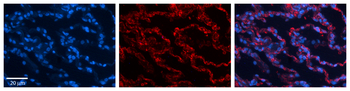 RPL13 Rabbit Polyclonal Antibody