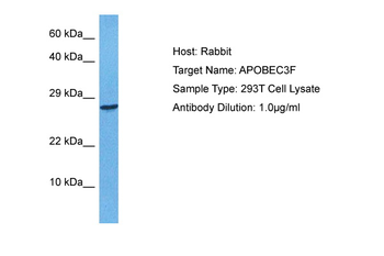 APOBEC3F Rabbit Polyclonal Antibody