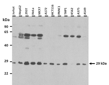 RBPMS Rabbit Polyclonal Antibody