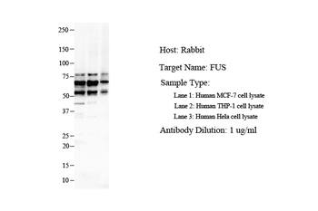 FUS Rabbit Polyclonal Antibody