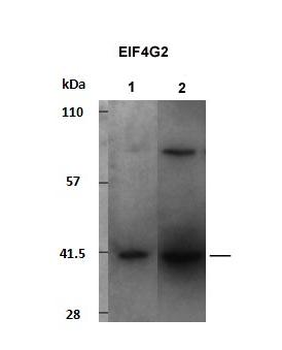 EIF4G2 Rabbit Polyclonal Antibody