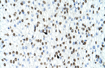 HNRPA1 Rabbit Polyclonal Antibody