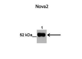 NOVA2 Rabbit Polyclonal Antibody