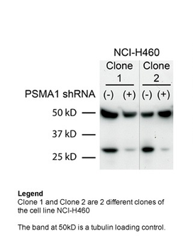 PSMA1 Rabbit Polyclonal Antibody