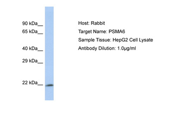 PSMA6 Rabbit Polyclonal Antibody