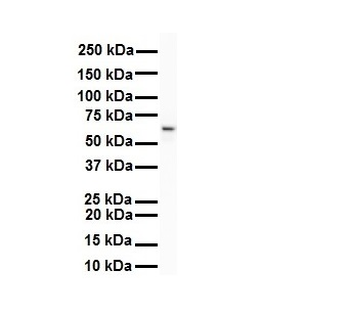 SNRP70 Rabbit Polyclonal Antibody